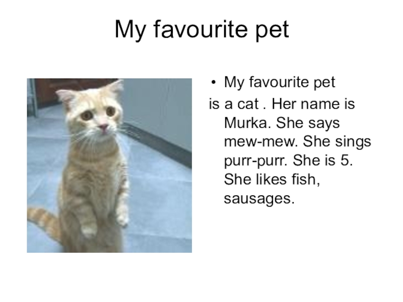 Cats like перевод. Проект my favourite animal is a Cat. Английский язык my Pet. Проект про кота по английскому языку. Проект my Pet.