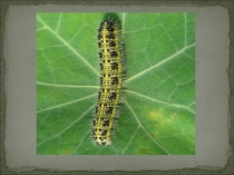 Открытый урок Растрепанный воробей