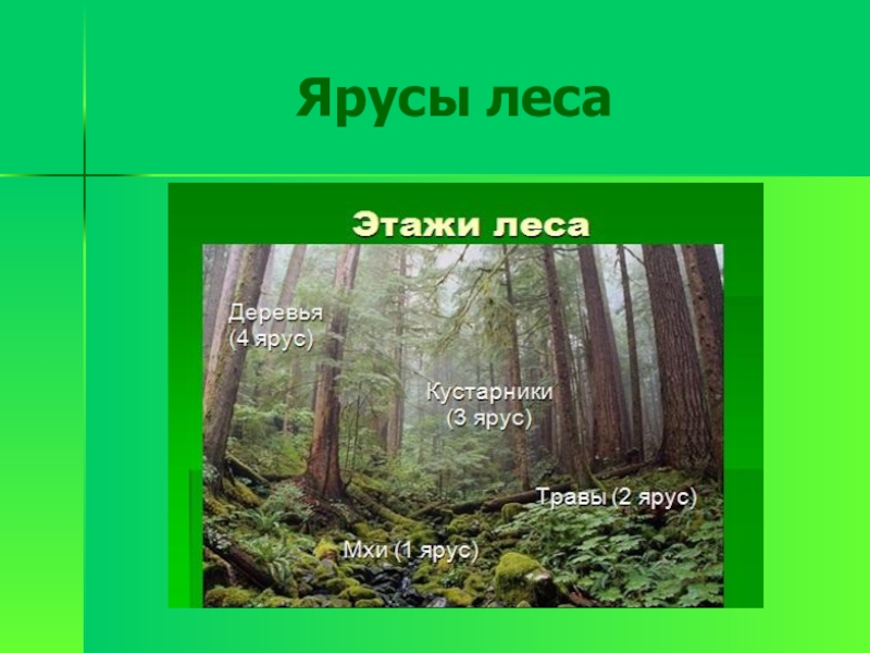 Высота нижнего яруса. Ярусность леса. Ярусы в лесу. Перечислите ярусы леса. Ярусные леса.