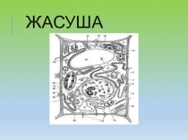 Презентация по биологии Жасуша туралы жалпы түсінік