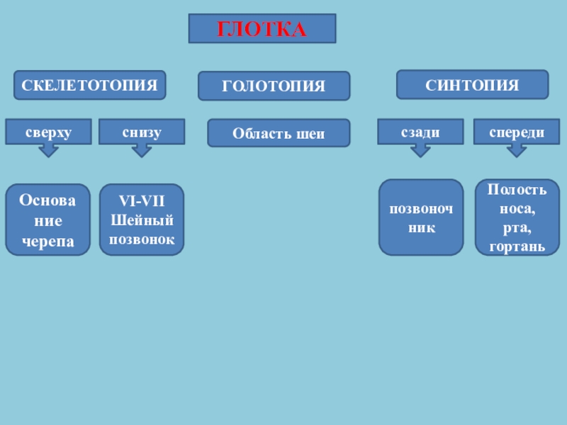 Синтопия скелетотопия. Голотопия синтопия скелетотопия. Синтопия голотопия скелетотопия органов пищеварения. Голотопия глотки анатомия.