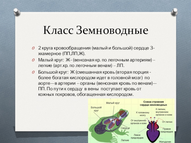 Биология 9 класс земноводные