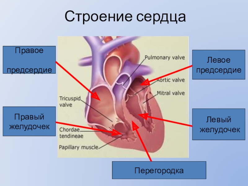 Проект строение и работа сердца