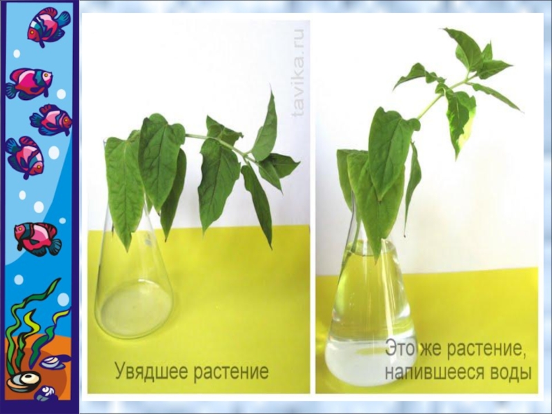 Теплая небесная вода для растений тоже. Опыты с водой и растениями. Опыты с растениями. Эксперименты с растениями. Эксперименты с растениями для детей.