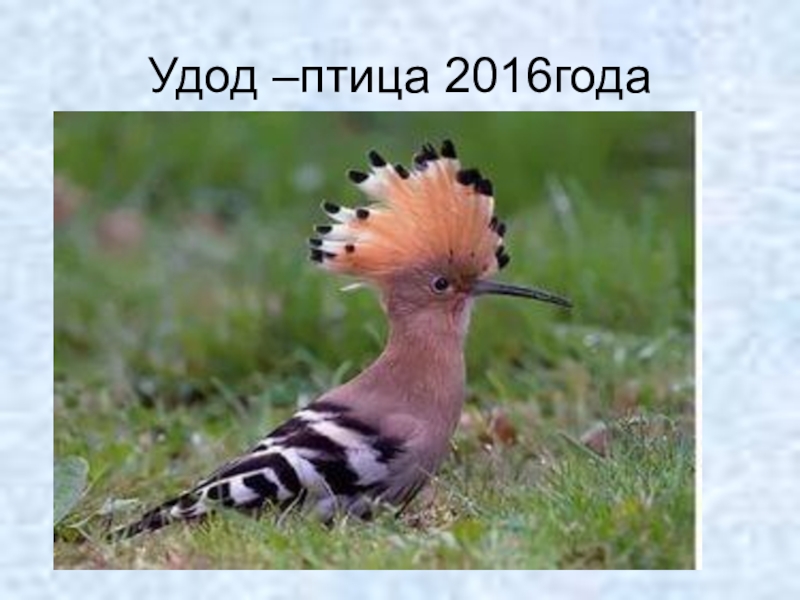 Птица года. Удод в Новосибирской области. Птица года 2016. Птица года 2016 в России. Символ года птица.