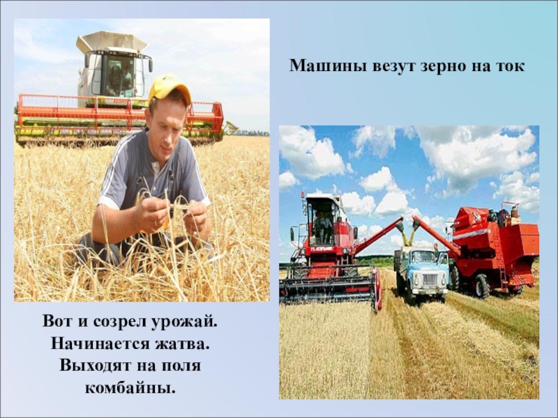 Рассказ о труде людей в поле. Везут зерно. Машины везут зерно. Машина везёт зерно с поля. Комбайн убирает пшеницу.