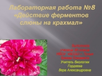 Лабораторная работа по биологии 8 класс Действие ферментов слюны на крахмал