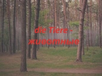 Презентация по немецкому языку по теме Die Tiere