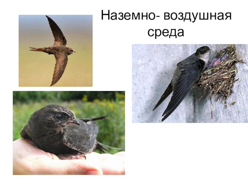 Наземно воздушная среда урок биологии 5 класс. Наземно-воздушная среда. Наземно воздушные птицы. Обитатели наземно-воздушной среды обитания. Птицы наземно воздушной среды.