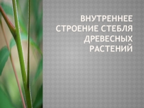 Презентация по биологии на тему Внутреннее строение стебля древесных растений (7 класс)