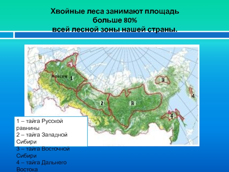 Хвойная площадь. Тайга расположение на карте России. Зона тайги на карте России. Географическое положение тайги. Расположение тайги на карте.