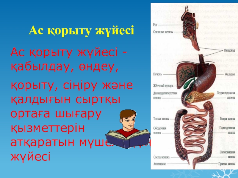 Ас қорыту жүйесіне әсер ететін дәрілер презентация