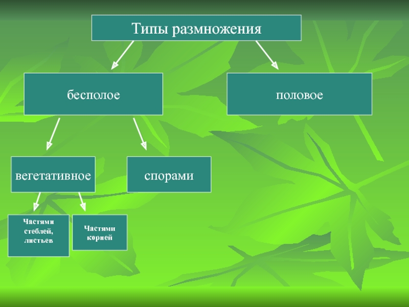 Презентация половое размножение растений 6 кл