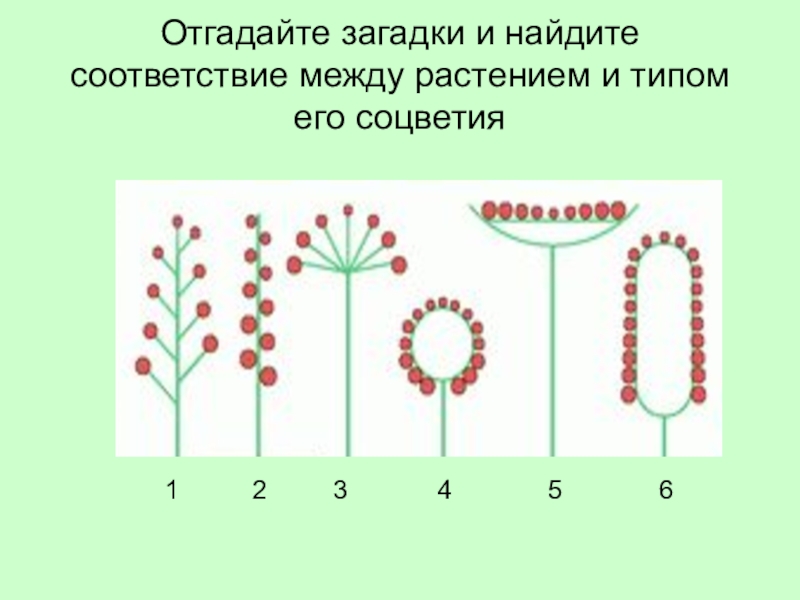 Установите соответствие между названием и схемой соцветия