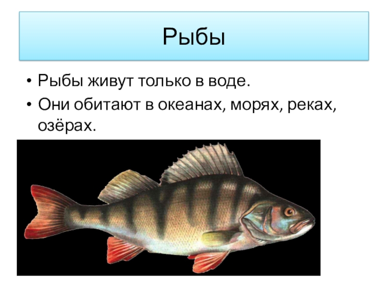 Кто такие рыбы презентация 1. Рыбы живут презентация. Рыбы Природоведение. Только рыба. Презентация на тему рыбы обитающие в северных реках и морях.