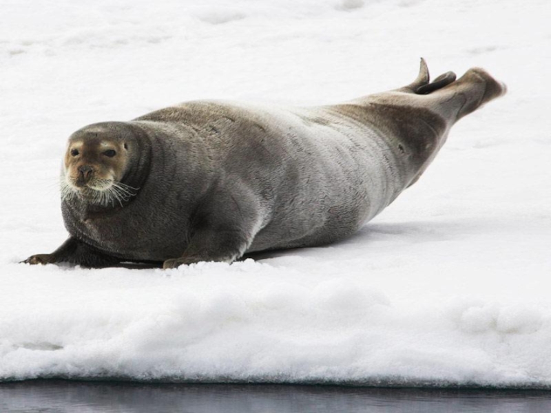 Животные арктики для детей. Арктика животные арктики и антарктики. 5 северных животных. Животные и птицы арктики и антарктики. Животные севера.