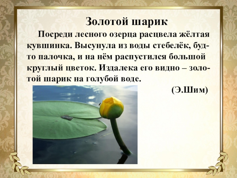 Посреди лесного озерца. Э ШИМ кувшинка. Издалека его видно золотой шарик на голубой. Э ШИМ желтая кувшинка. Золотой шарик посреди лесного озерца расцвела жёлтая кувшинка.