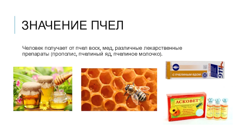 Какой продукт нельзя получить от пчел. Значение пчел. Роль пчелы в жизни человека. Значение пчёл в природе и жизни человека. Значение пчел в природе.