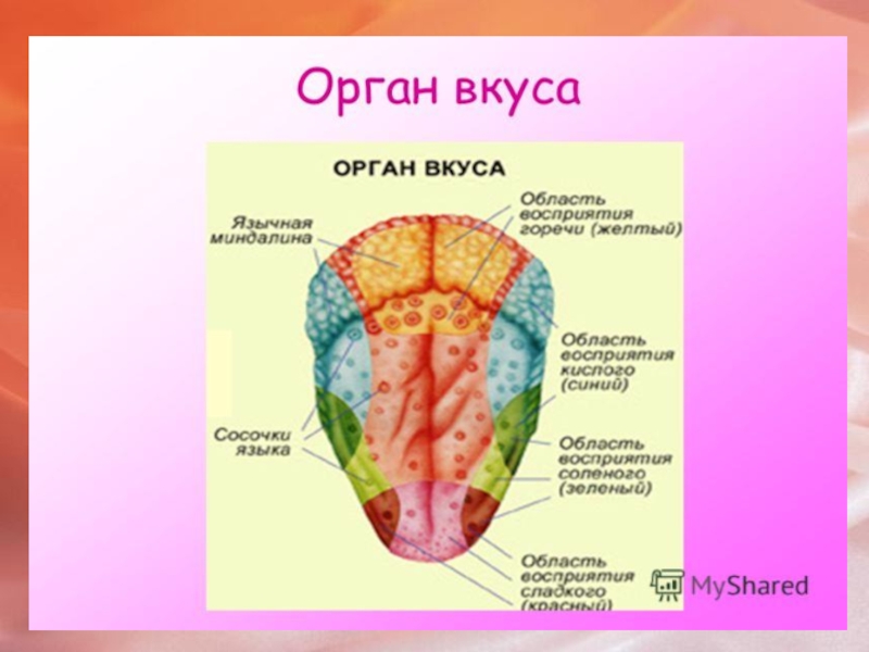 Схема вкусового анализатора 8 класс биология