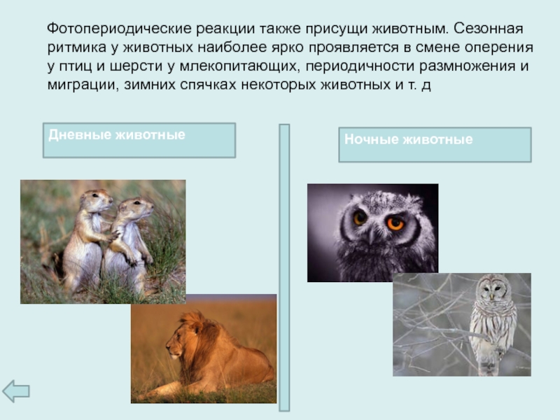 Пример аналогичного явления у животных. Фотопериод у животных. Фотопериодизм у животных примеры. Примеры фотопериодических реакций у животных.