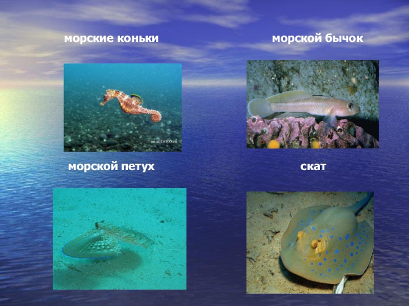 Черное море 4 класс окружающий мир презентация