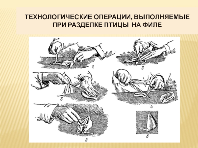 Разделка птицы на полуфабрикаты технологическая карта