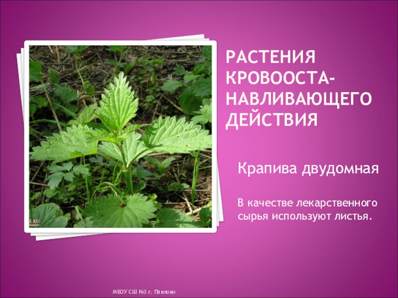 Растения нижегородской. Лекарственные растения Нижегородской области. Лекарственные растение Нижегородской обо. Лечебные растения Нижегородской области. Лекарственные растения Нижегородской обл.