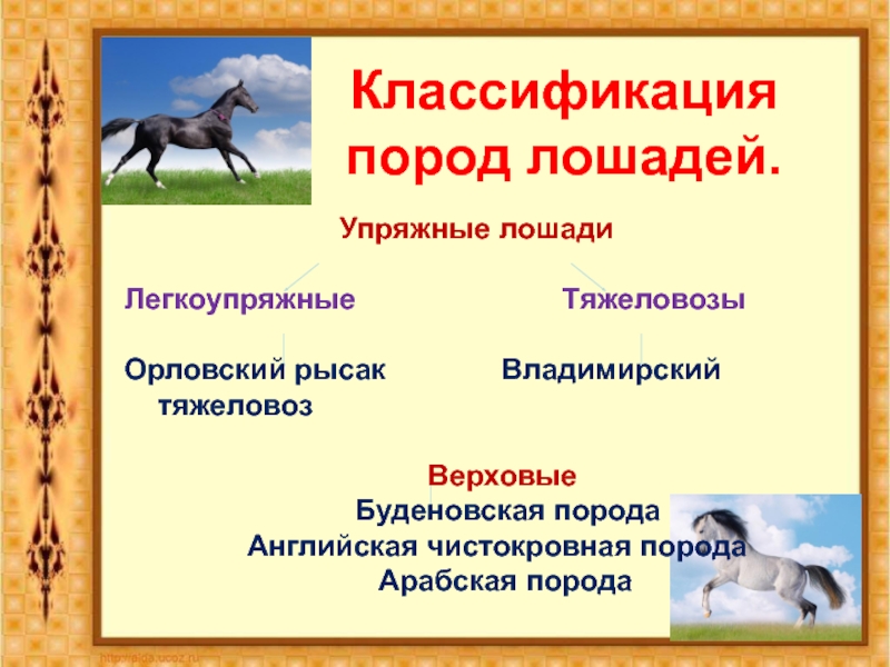 Классификация пород. Классификация пород лошадей. Зоотехническая классификация пород лошадей. Классификация лошадей в схеме. Зоологическая классификация лошадей.