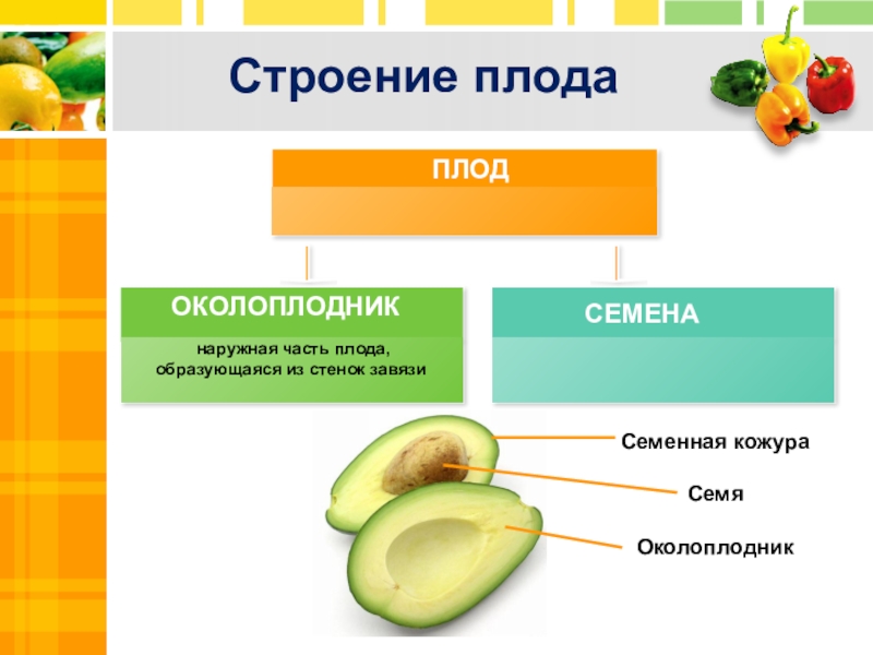 Презентация на тему плоды 6 класс биология пасечник