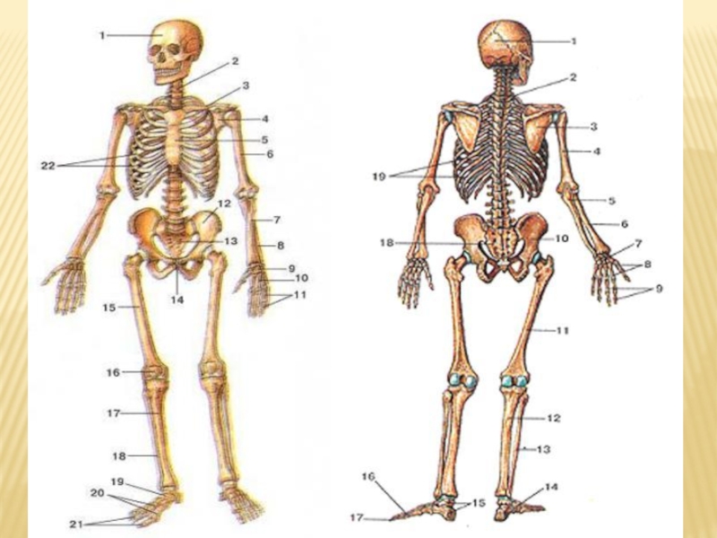 Деление скелета на отделы. Женский и мужской скелет вид с боку. Опорно двигательная система рисунок карандашом. Опорно двигательная система схема черно белая.