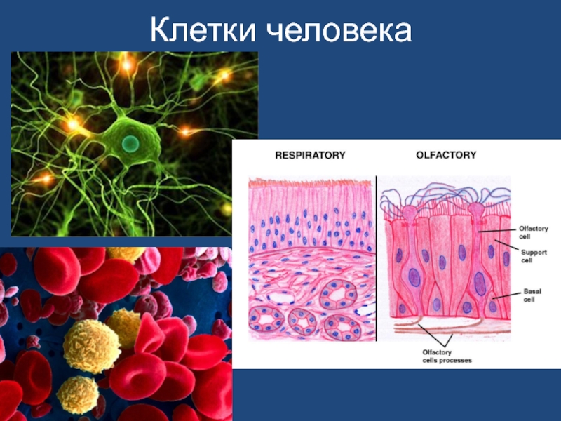 Клетки органов человека. Клетка организма человека. Клетки тела человека. Клетки нашего организма. Клеточные организмы.