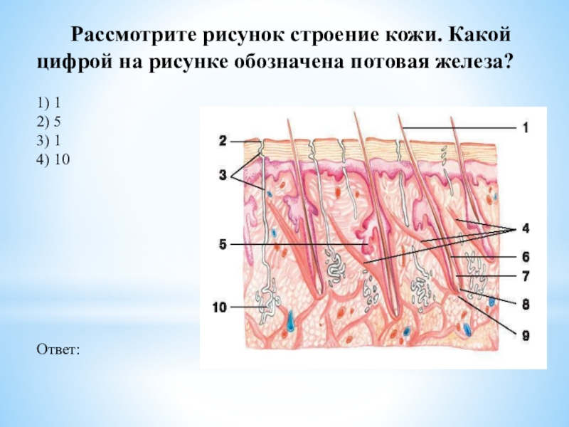 Укажи какой цифрой на рисунке обозначен пыльцевход