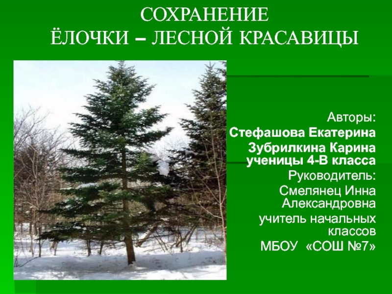 Презентация Исследовательская работа по теме Вечнозеленая красавица леса