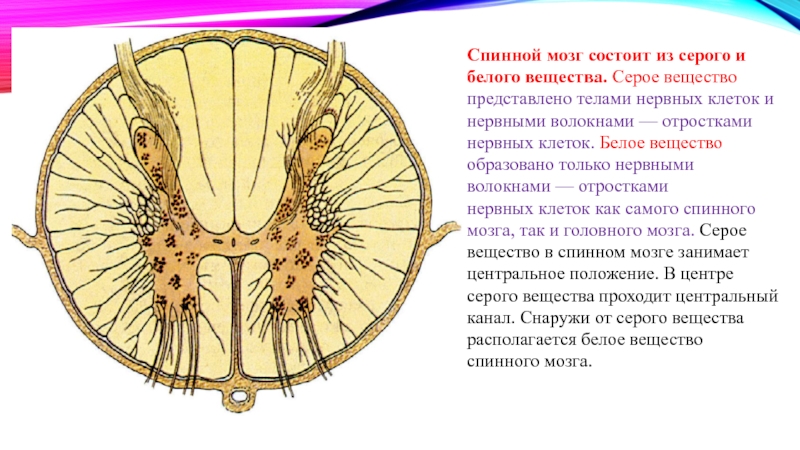 Белое и серое вещество спинного мозга презентация