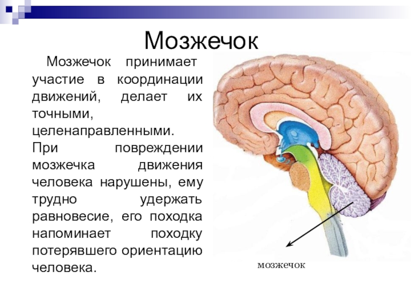 Отдел головного мозга обеспечивающий координацию движений. Мозжечок головного мозга. Мозжечок мозг функции. Строение мозга мозжечок мост. Головной мозг мозжечок строение и функции.
