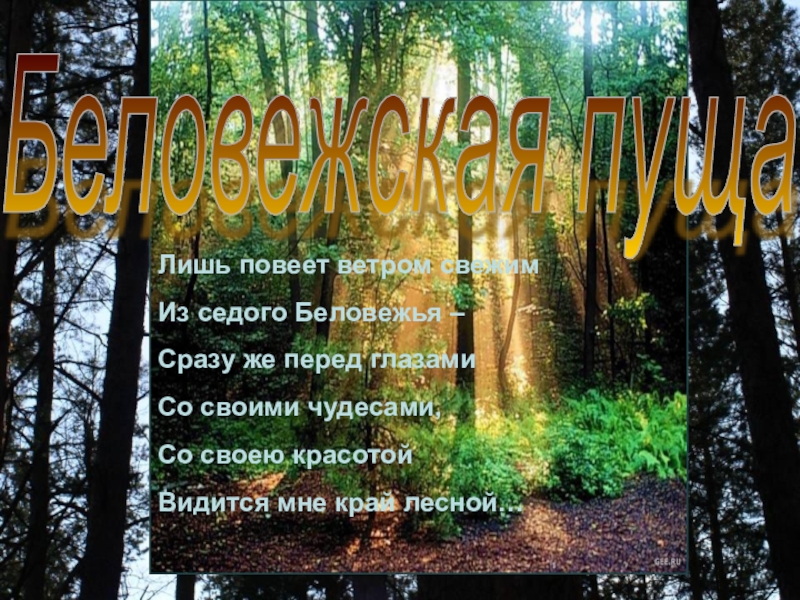 Автор музыки песни беловежская пуща. Беловежская пуща текст. Беловежская пуща слова текст. Белорусская пуща текст. Беловежская пуща стихи.