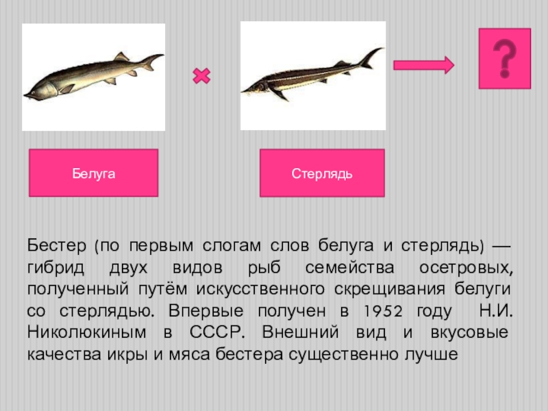 Объясните слова осетр. Белуга + стерлядь = Бестер. Рыба семейства осетровых Бестер. Белуга осетр стерлядь и Бестер. Бестер рыба осетр.