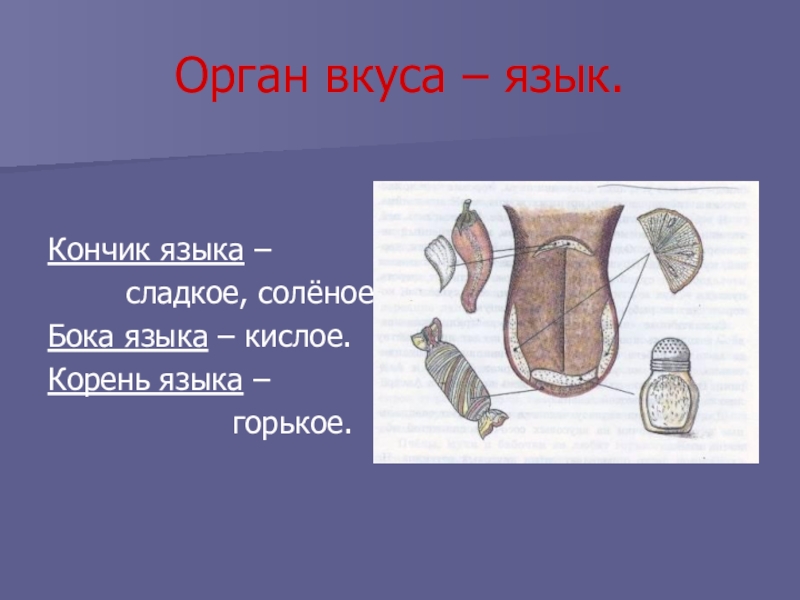 Презентация окружающий мир 3 класс органы чувств. Орган вкуса кончик языка. Кончик языка сладкое соленое.