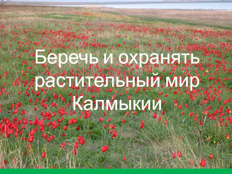 Беречь и охранять растительный мир Калмыкии