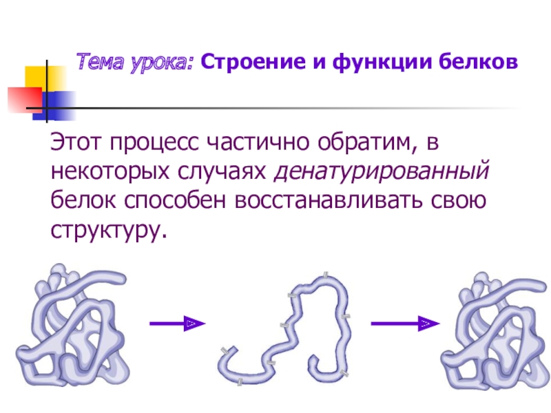 Урок строение. Белки строение и функции. Белки строение функции структуры. Белки: их структура, состав и функции.. Строение белков и их функции.