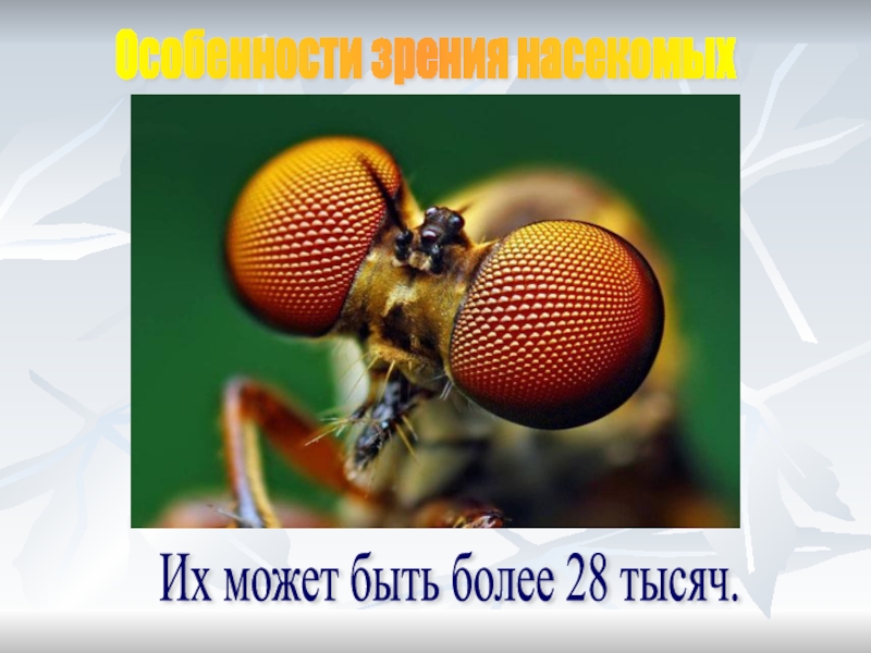 Презентация на тему класс насекомые 7 класс биология