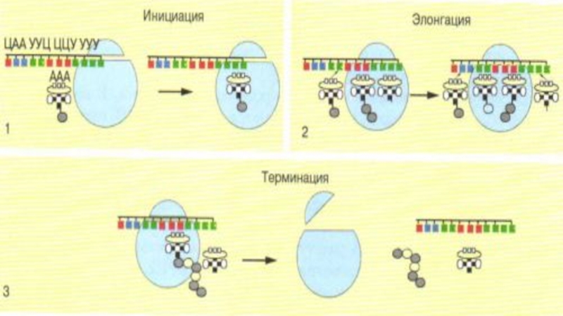 Инициация последовательность. Этапы трансляции биосинтеза белка инициация элонгация терминация. Этапы трансляции биосинтеза белка инициация. Этапы трансляции инициация элонгация терминация. Трансляция белка инициация элонгация терминация.