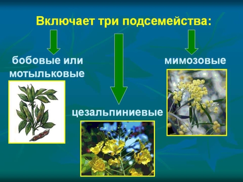 Презентация по биологии 6 класс мотыльковые