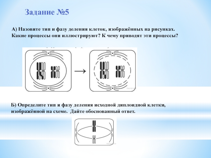 Назовите тип и фазу деления изображенных на рисунках клеток ответ обоснуйте