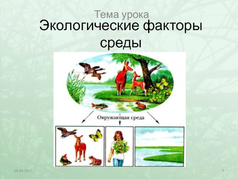 Экологические факторы среды 5 класс презентация