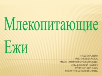 Презентация по биологии Млекопитающие. Ежи.