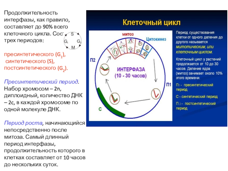 Интерфаза митоза