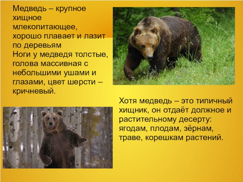 В какой природной зоне живут бурые медведи. Проект про бурого медведя. Доклад о медведях. Описание Бурава медведя. Медведь окружающей мир.