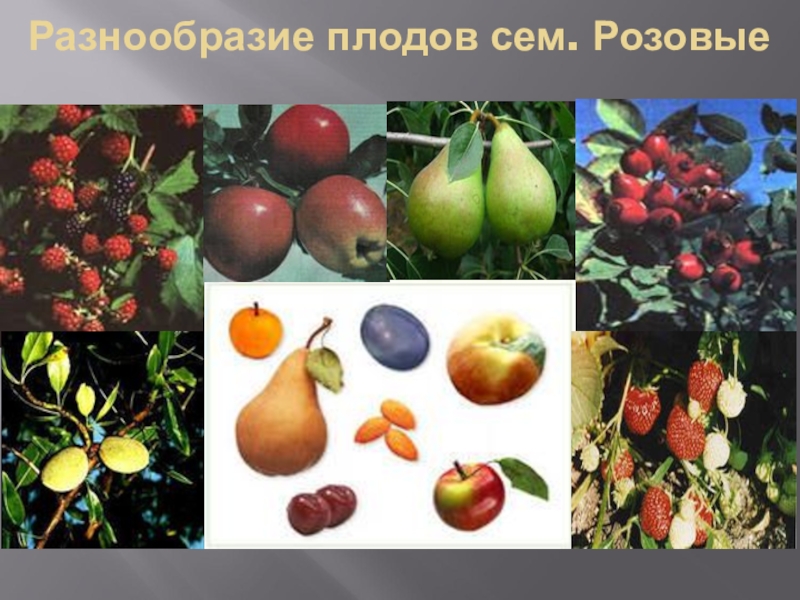 Давать плоды результаты. Разнообразие плодов. Семейство розовые плод. Многообразие форм плодов. Ghtptynfwbzразнообразие плодов и семян.