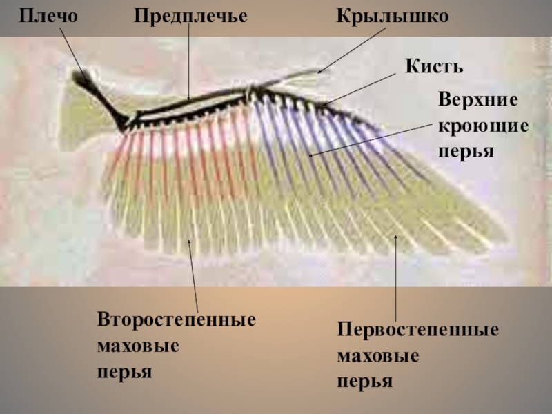 Расположение перьев у птиц. Маховые Крылья строение. Строение крыла птицы 7 класс биология. Структура птичьего крыла. Птичье крыло строение.